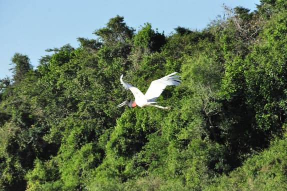 Voo de tuiuiu no rio Cuiabá, região de Porto Jofre, no final da rodovia Transpantaneira, no Pantanal Norte, no Mato Grosso